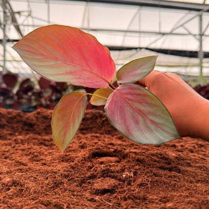 2” Calathea Silver Plate