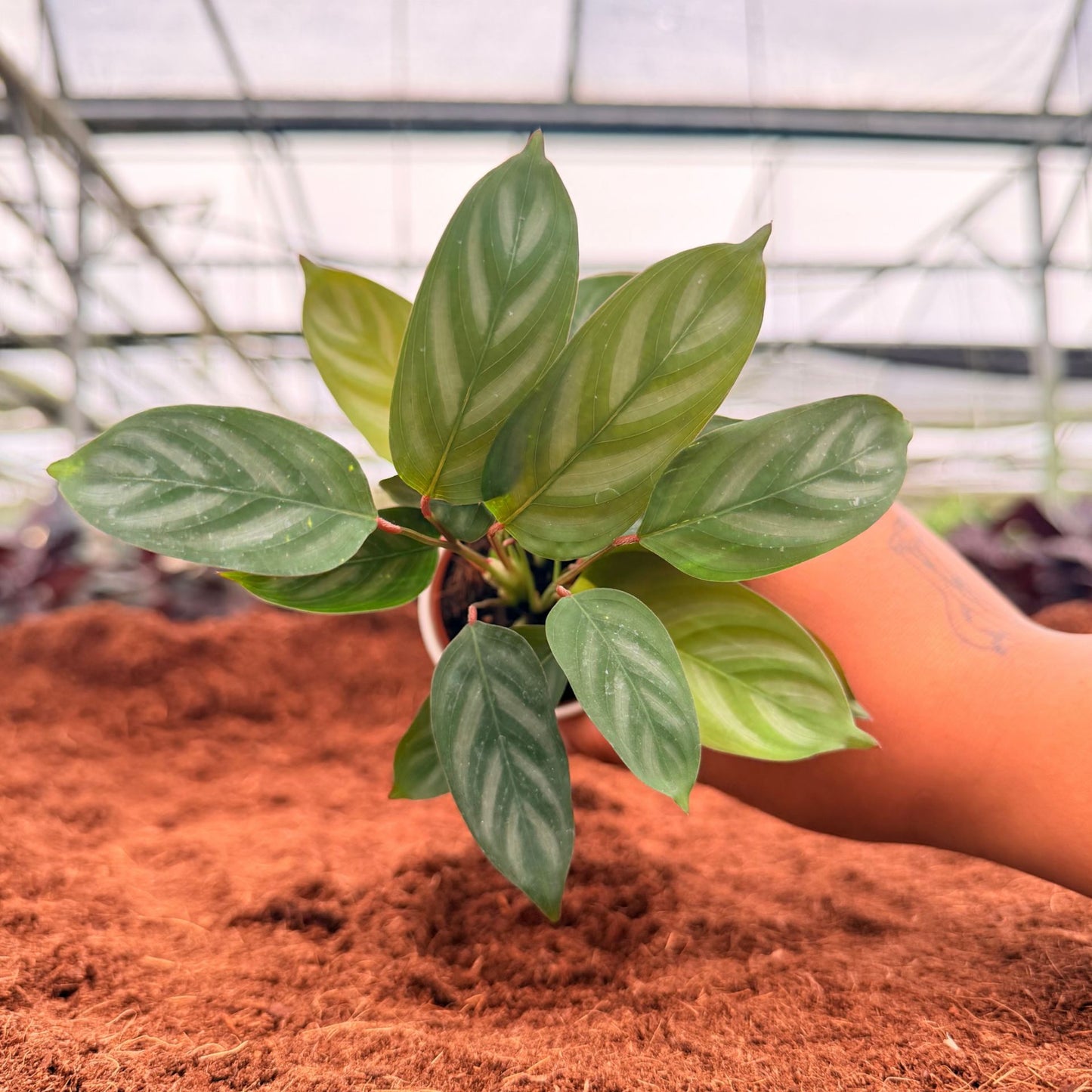 2” Calathea Silver Star