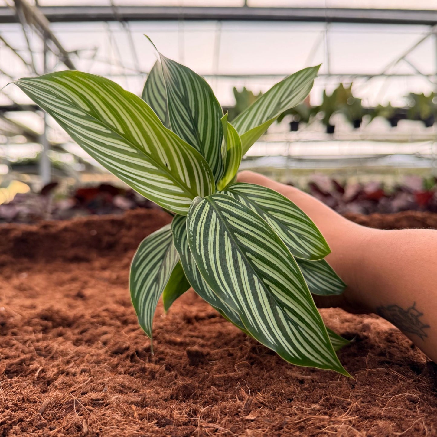 2” Calathea Vittata