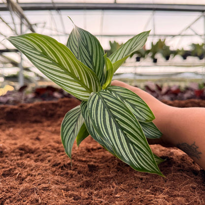 2” Calathea Vittata