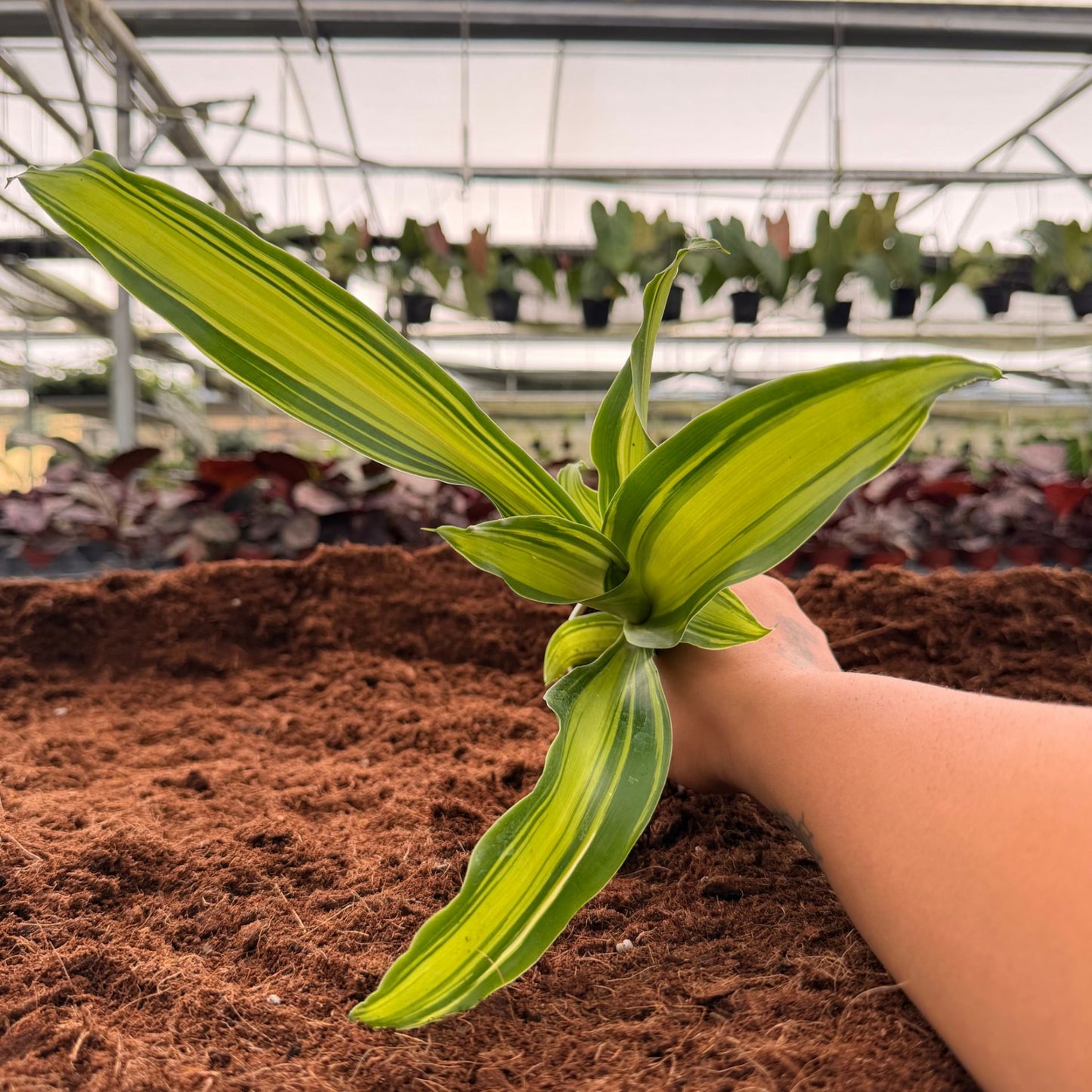 2” Dracaena Marley