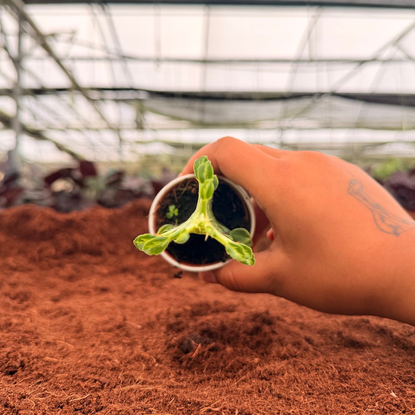 2” Euphorbia Trigona Mint Creme