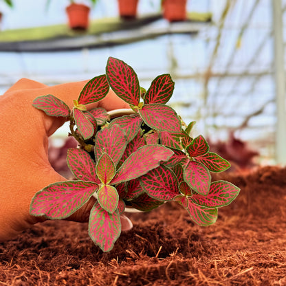 2" Fittonia Verschaffeltii 'Forest Flame'