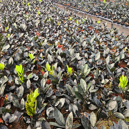 4” Zamioculcas Black Queen ZZ (USPP33531)