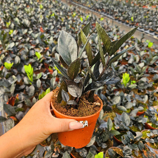 4” Zamioculcas Black Queen ZZ (USPP33531)