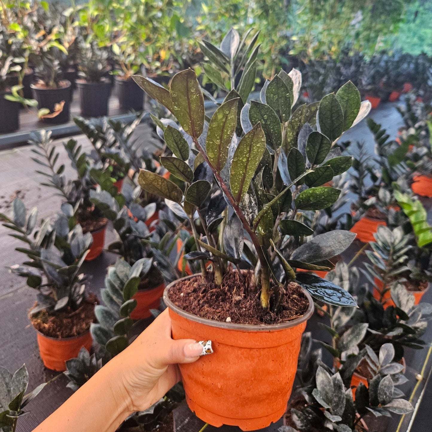 6” Zamioculcas Black Queen ZZ (USPP33531)