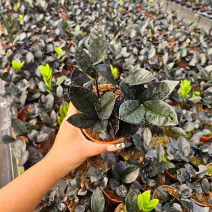 4” Zamioculcas Black Queen ZZ (USPP33531)