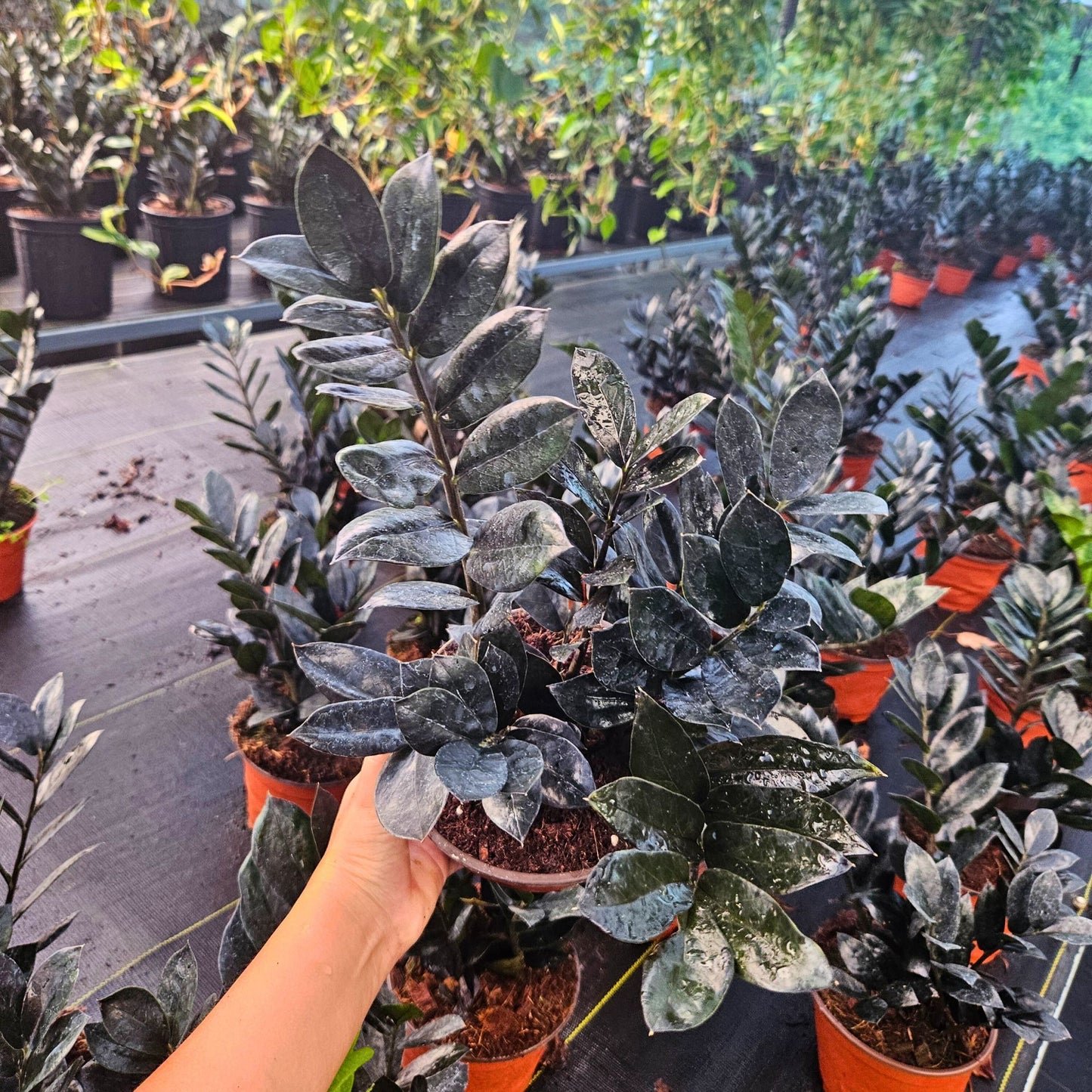 6” Zamioculcas Black Queen ZZ (USPP33531)