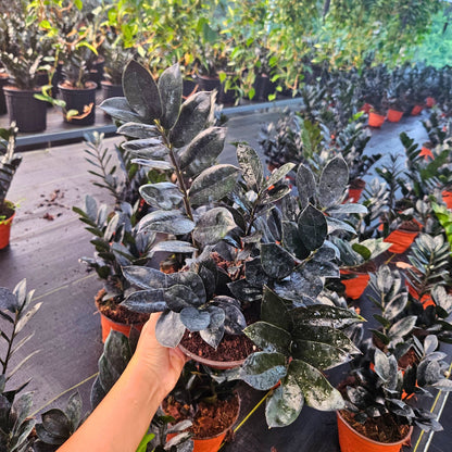 6” Zamioculcas Black Queen ZZ (USPP33531)