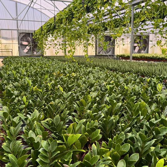 4” Zamioculcas Zamicro Dwarf