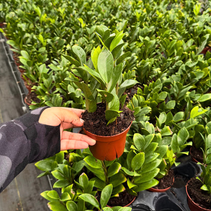 4” Zamioculcas Zamicro Dwarf