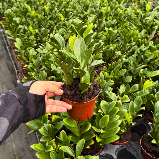 4” Zamioculcas Zamicro Dwarf
