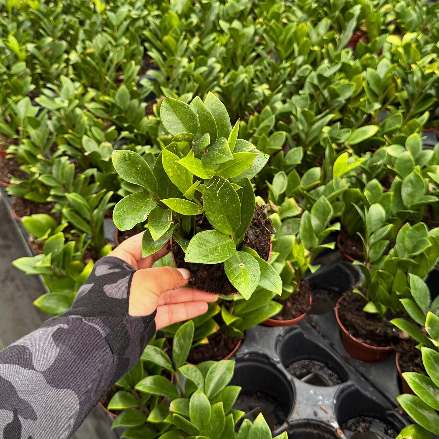 4” Zamioculcas Zamicro Dwarf
