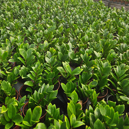 4” Zamioculcas ZZ Plant