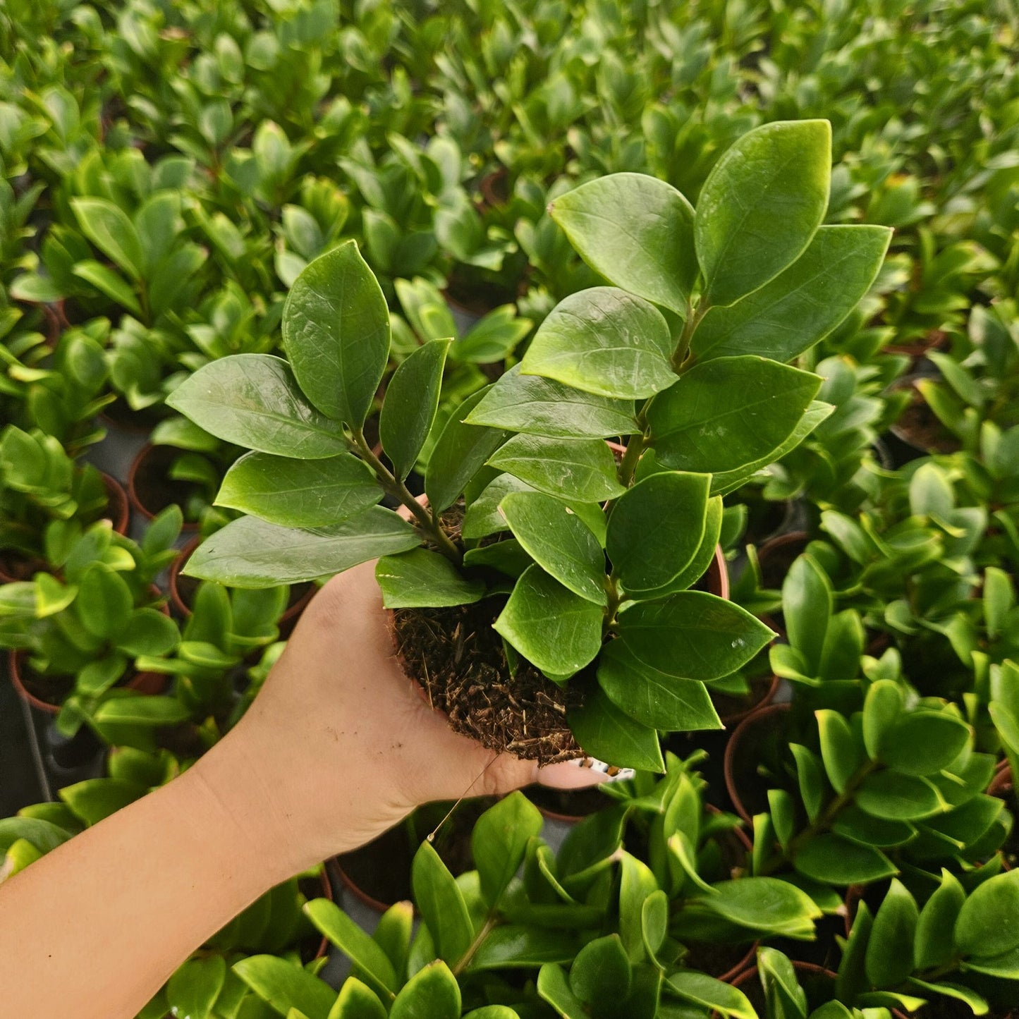 4” Zamioculcas ZZ Plant