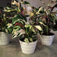 4" Calathea Stella
