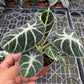 4” Alocasia Ninja