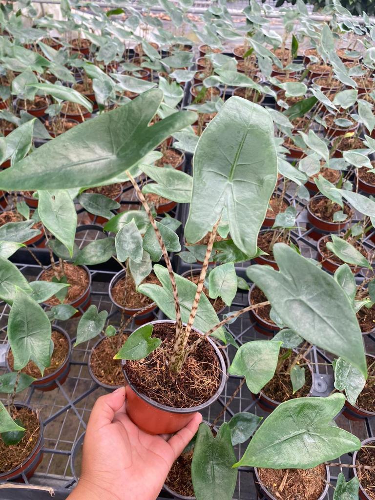 4” Alocasia Zebrina