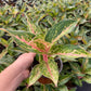 4” Aglaonema Dazzling Gem