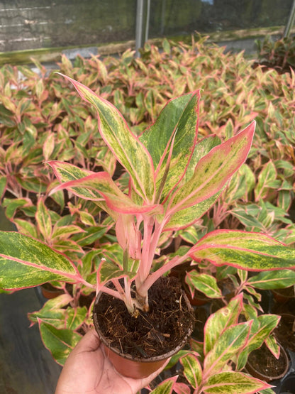 4” Aglaonema Siam Orange