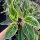 4” Aglaonema Siam Pink