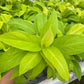 4” Philodendron Lemon Lime