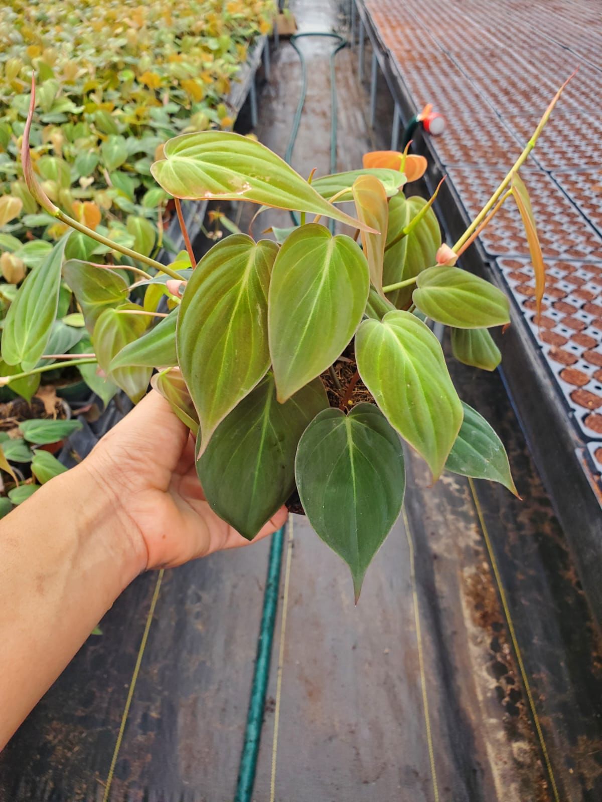 4” Philodendron Mican