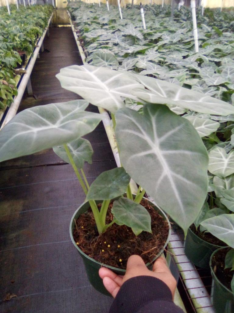 6” Alocasia Longiloba
