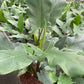 6” Alocasia Lauterbachiana