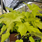 6” Philodendron Warscewiczii Aurea