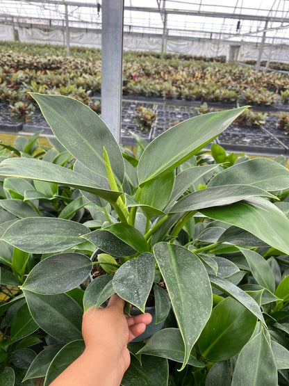 6” Philodendron Green Princess
