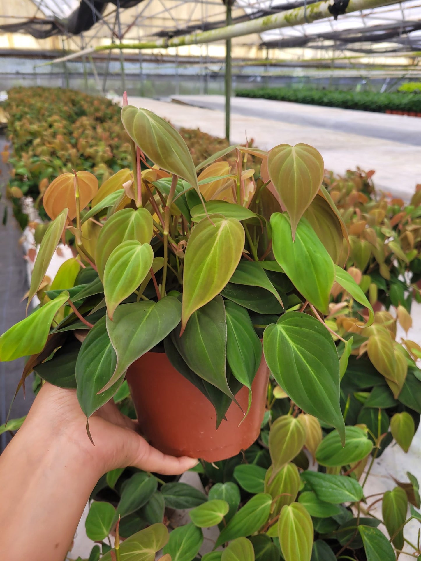 6” Philodendron Mican