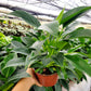 6” Philodendron Mia