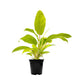 6” Philodendron Lemon Lime