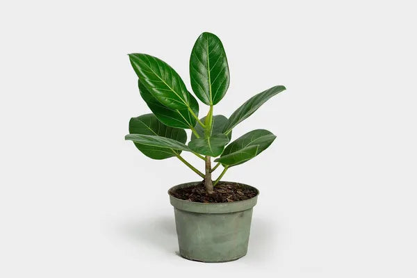6” Ficus Audrey