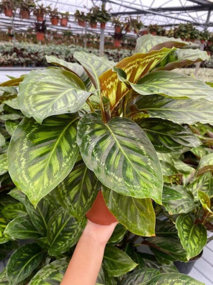 6” Calathea Flame Star