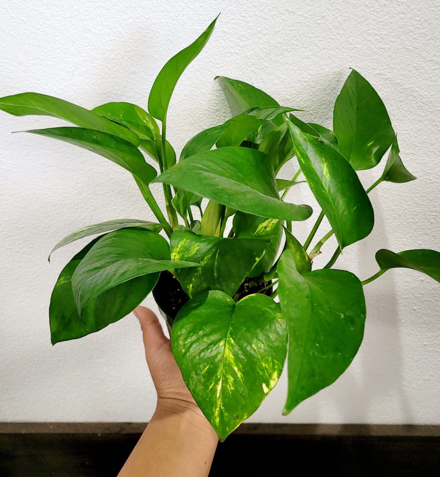  Pothos Golden 4"