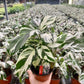 4" Calathea Stella